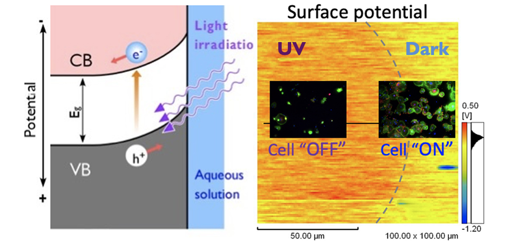 Fig. 3) Control of Surface Potential by UV Irradiation on TiO2.
Cell presence/absence control is expected to be possible with TiO2 patterning.
